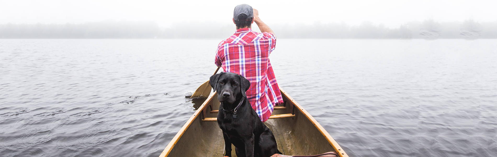 Gradlyn Petshipping Header Tiertransport Hund Boot