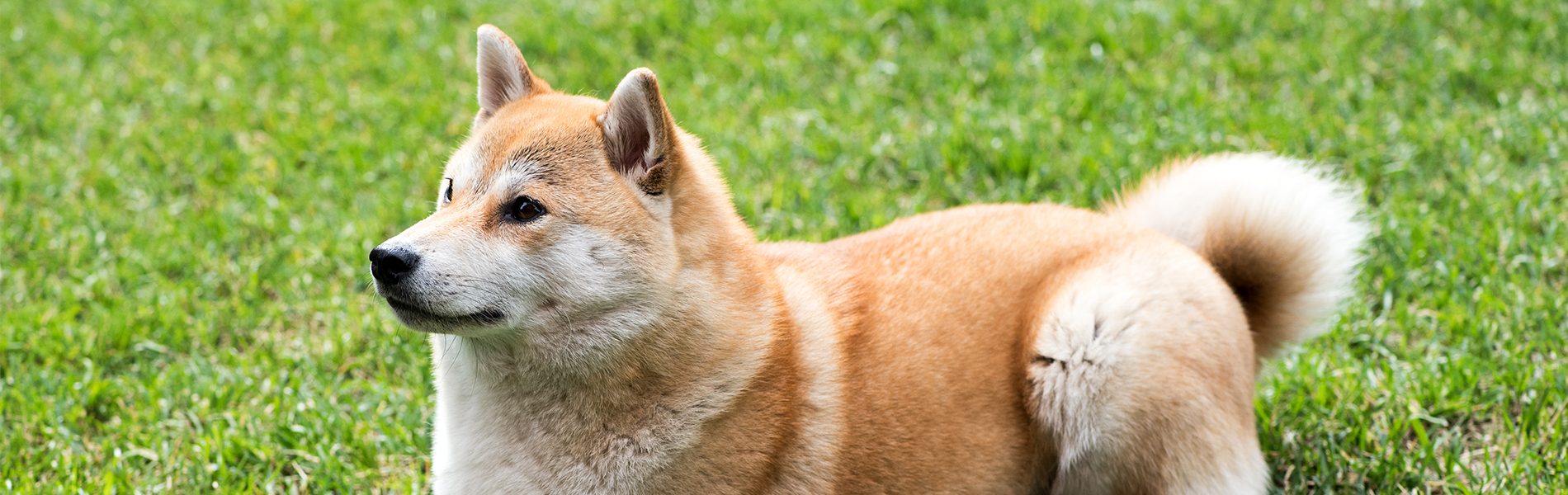 Gradlyn Petshipping Header Tiertransport Hund Shiba Inu USA