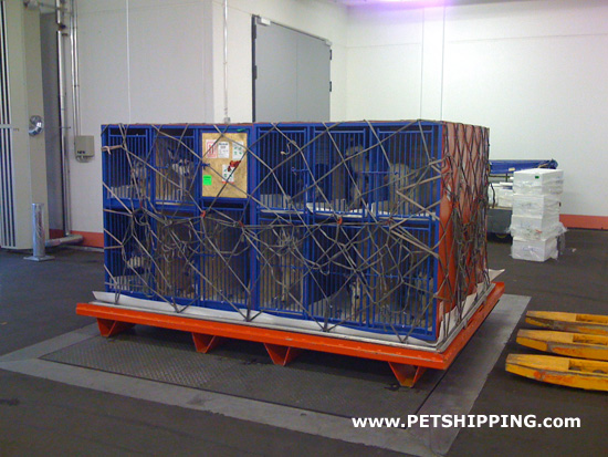 Gradlyn Petshipping Header Tiertransport Husky Schlittenhund Wettkampf 01