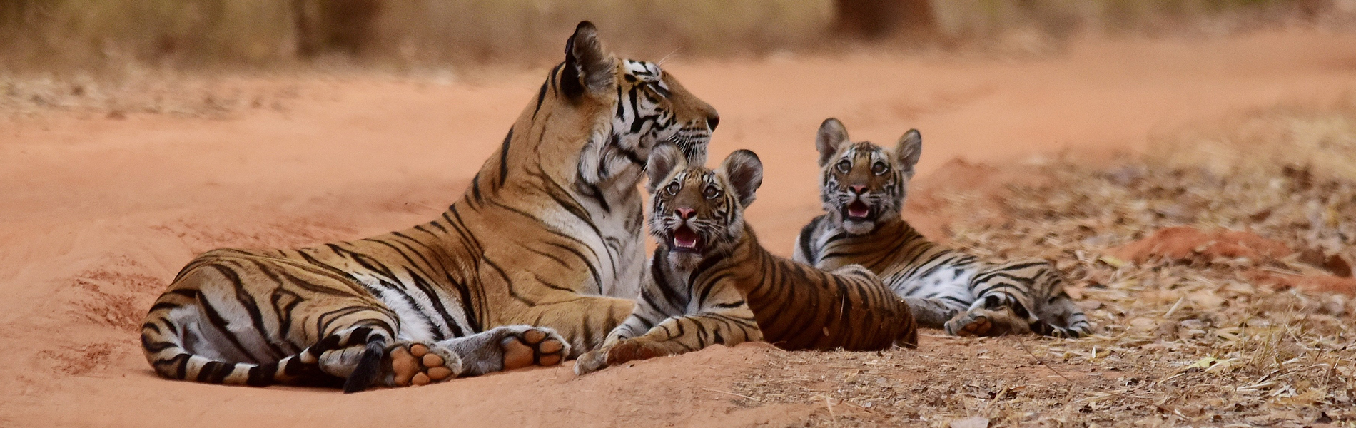 Gradlyn Petshipping Header Tiertransport Tiger Babys Zoo Russland