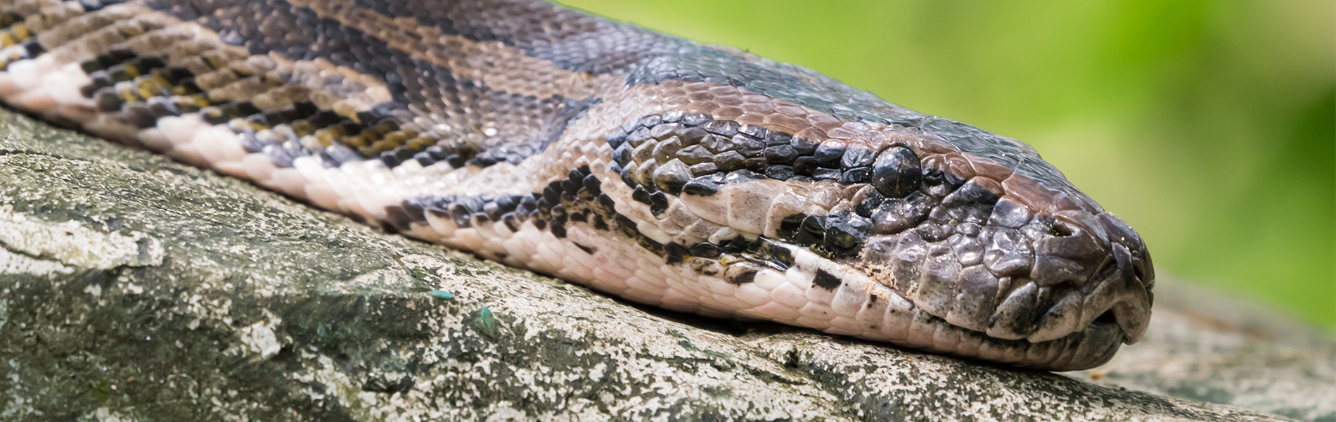 Gradlyn Petshipping Header Tiertransport Tigerpython Schlange Snake Reptilien