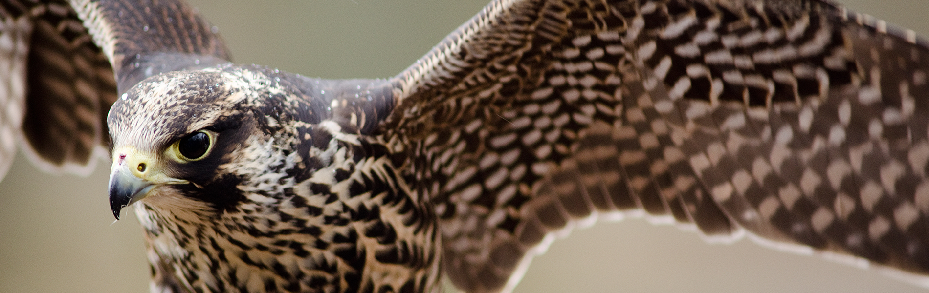 Gradlyn Petshipping Header Tiertransport Vogel Falke Falcon