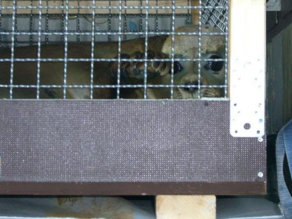 Gradlyn Petshipping Header Tiertransport Zoo Seehund Seal Mallorca 01