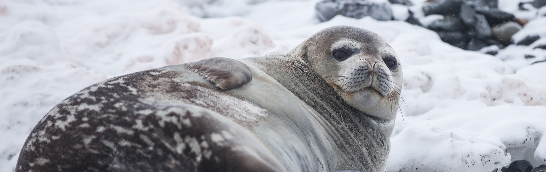 Gradlyn Petshipping Header Tiertransport Zoo Seehund Seal Robbe Mallorca
