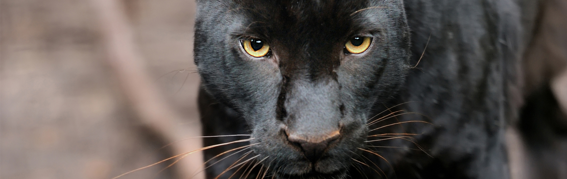 Gradlyn Petshipping Header Tiertransport schwarzer Jaguar Zoo