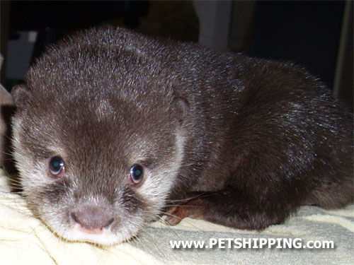 Gradlyn Petshipping Header Zootransport Otter 01