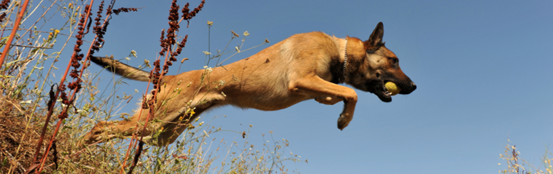 Gradlyn Petshipping Header minensuchhund referenz