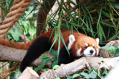 Ein roter Panda nach Dublin