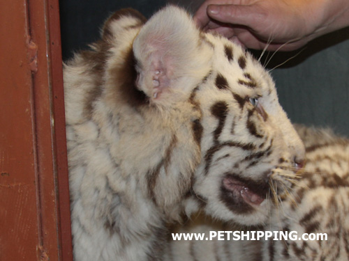 Gradlyn Petshipping Tiertransport Tiger Babys Zoo Russland 01