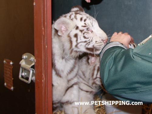Gradlyn Petshipping Tiertransport Tiger Babys Zoo Russland 02