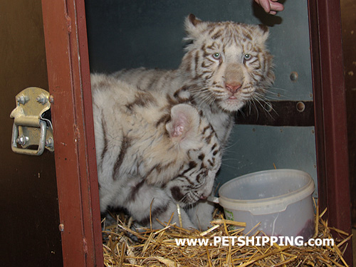 Gradlyn Petshipping Tiertransport Tiger Babys Zoo Russland 03
