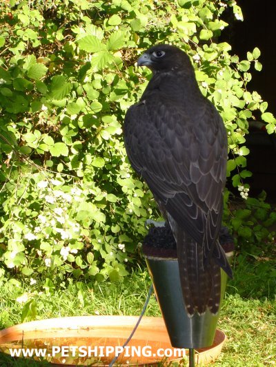 Gradlyn Petshipping Tiertransport Vogel Falke Falcon