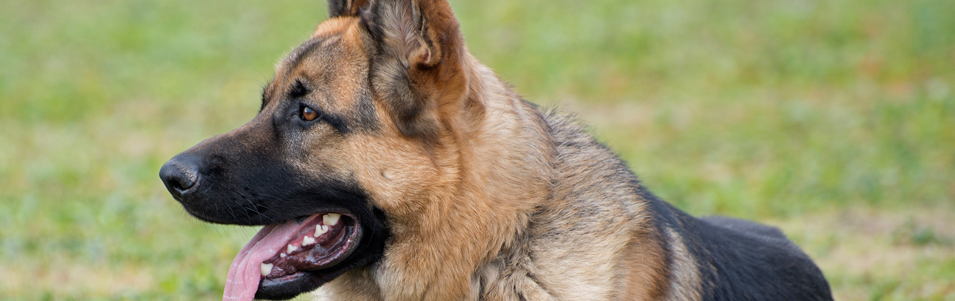 Gradlyn Petshipping tiertransport Header referenz polizeihund