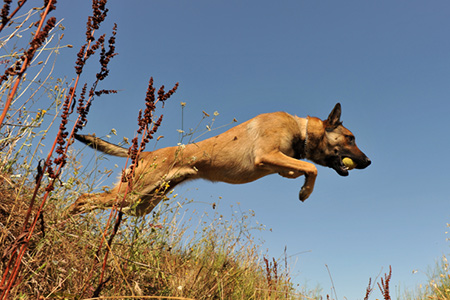 Mine-detection dogs for Addis Ababa