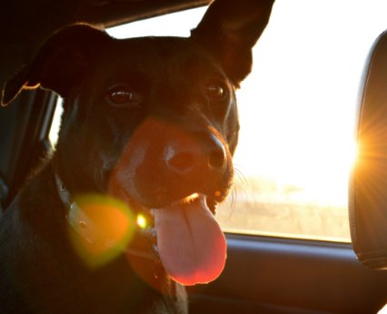 Petshipping Content Tiertransport hund