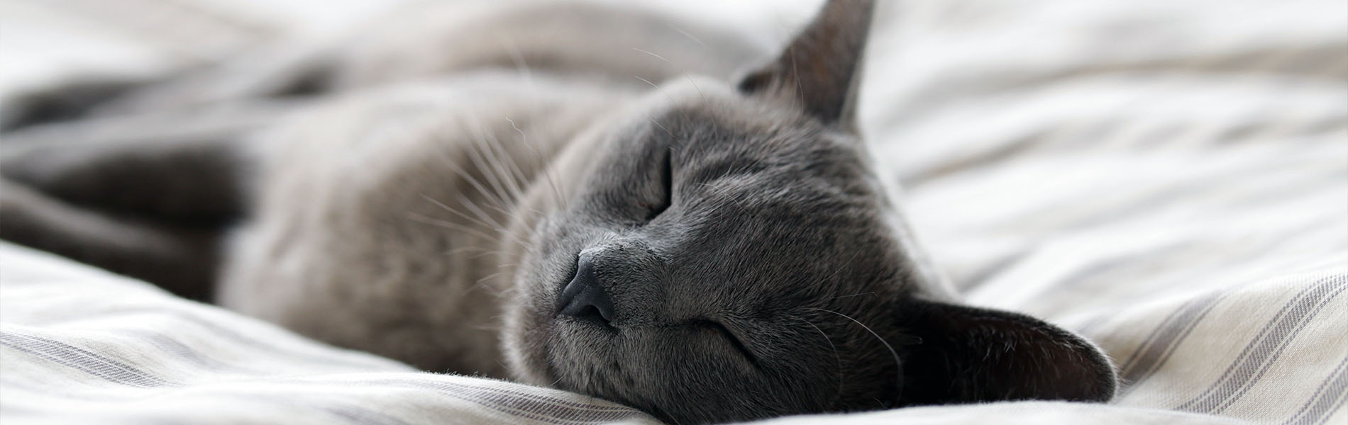 Petshipping Header Tiertransport Beruhigungsmittel
