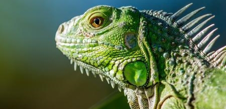 Petshipping Header Tiertransport Reptilien Artenschutz