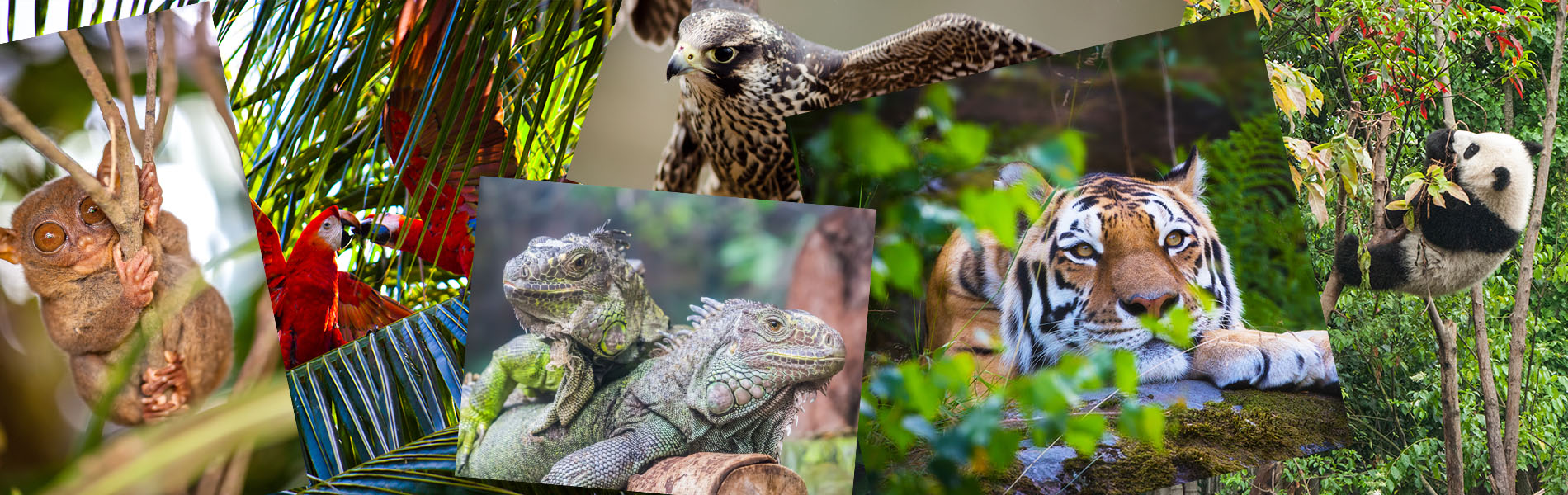 Petshipping Header Tiertransport Spezial