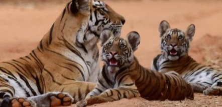 Petshipping Header Tiertransport Tiger Babys Zoo Russland