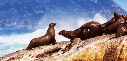 Petshipping Header Tiertransport Zoo Seehund Seal Robbe