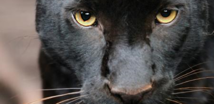 Petshipping Header Tiertransport schwarzer Jaguar Zoo