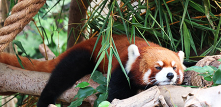 Petshipping Teaser Tiertransport roter Panda Dublin