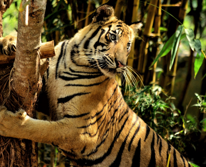 Petshipping Teaser Tiertransport roter tiger