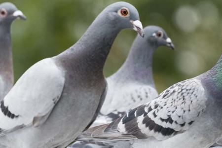 Pigeon races abroad