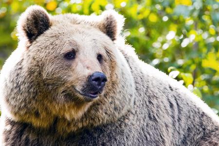 Bear transport