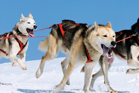 Schlittenhund Transport mit Weltmeistersieg