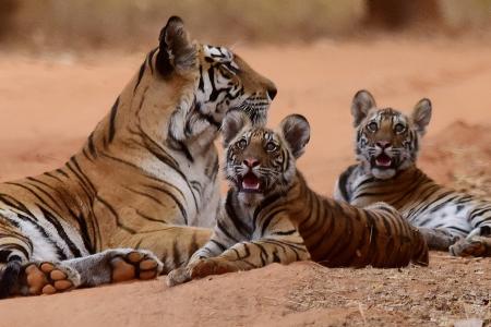 Tigerbabys im Anflug nach Russland