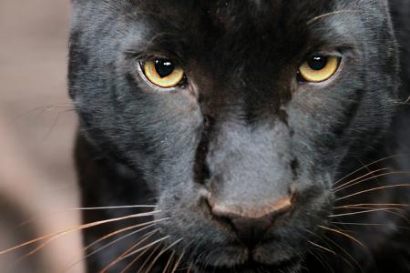 Black jaguar wedding trip