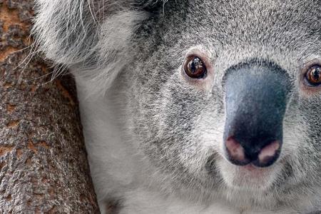 Gradlyn der erfahrener Zoo-Tierspediteur - Eine Reise für australische Koalas ins neue Zuhause