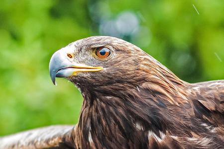 Ein artengeschützter Habicht fliegt in die Schweiz