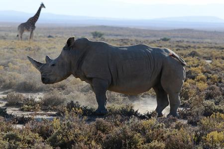 Project: Save the Rhino