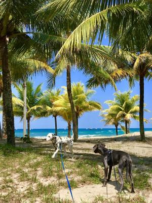 weimerander dalmatiner beach honduras frankfurt petshipping blog