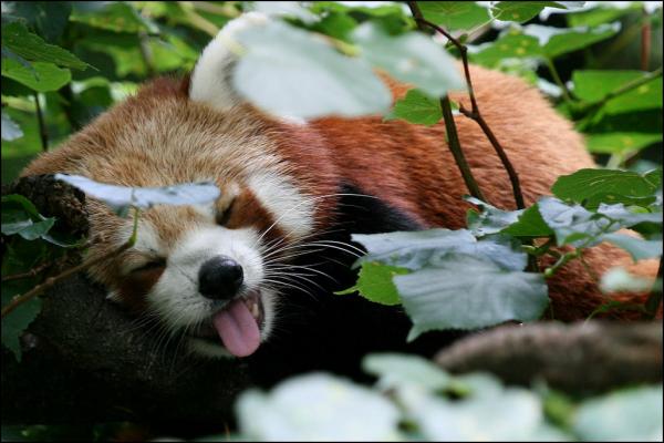 Gradlyn Petshipping Teaser Tiertransport roter Panda Dublin 01
