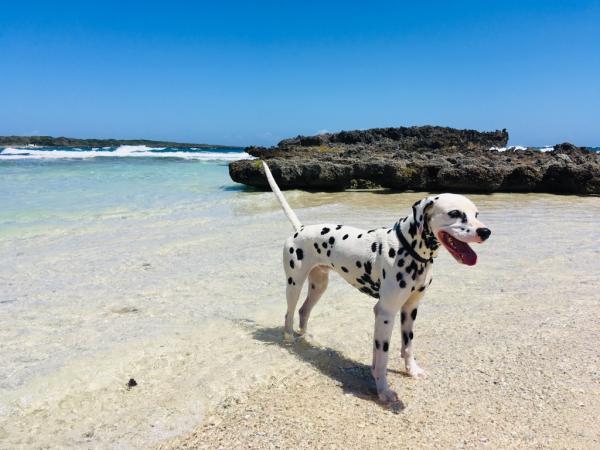 dalmatiner beach honduras frankfurt petshipping blog