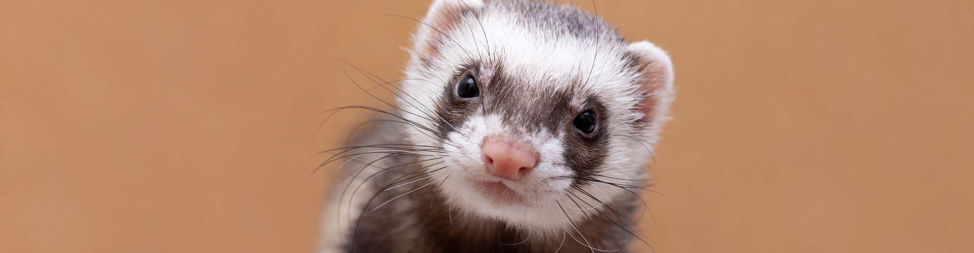 GRADLYN Petshipping Flying ferrets