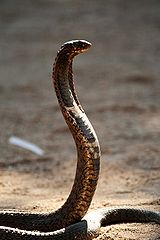 gradlyn petshipping kobra