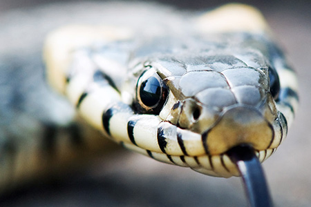 Highly poisonous cobras flies home