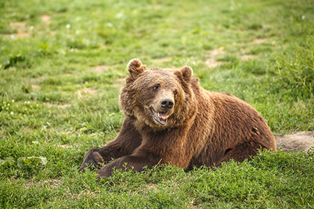 Bear family flies to Czech Republic