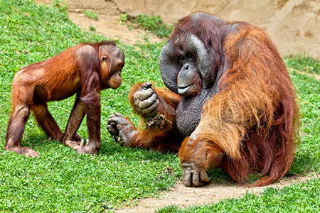 Orangutan lady on her way to Israel