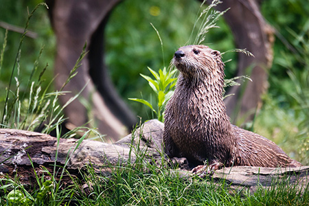 Otter Transport nach Japan