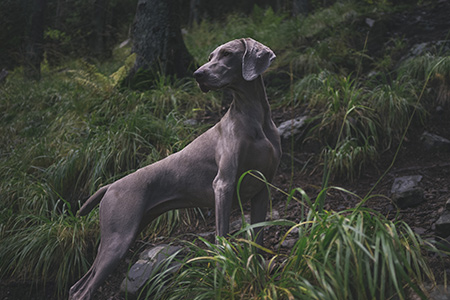 Ein Jagdhund fliegt in die USA