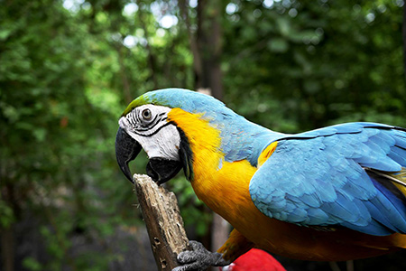 Parrot transport from the United States to Europe