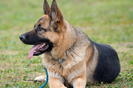 Polizei setzt auf deutsche Schäferhunde