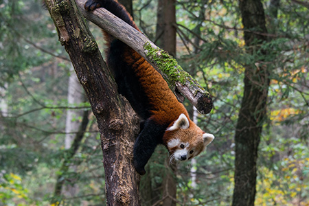 Red panda transport to London