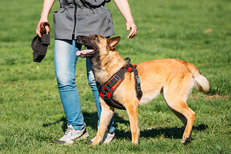 World Championship for working dogs