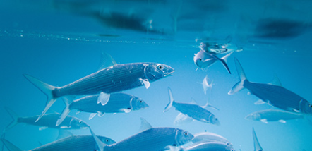 petshipping tiertransport fisch referenz teaser